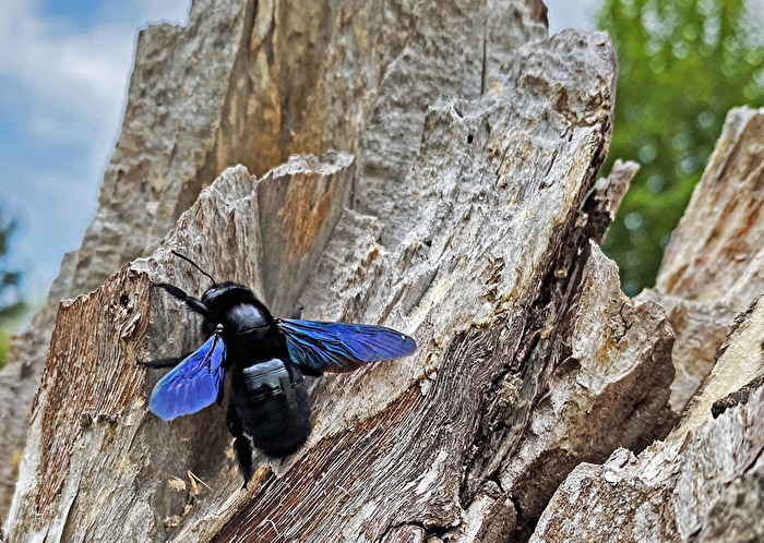 Blaue Holzbiene