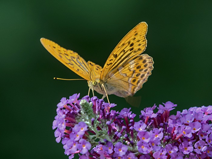 Raststätte und Futterstelle Buddleja davidii (3)