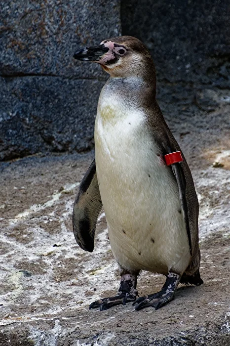 Humboldt-Pinguin