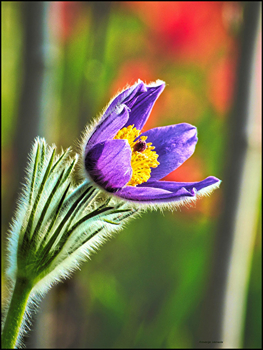 Gemeine Küchenschelle