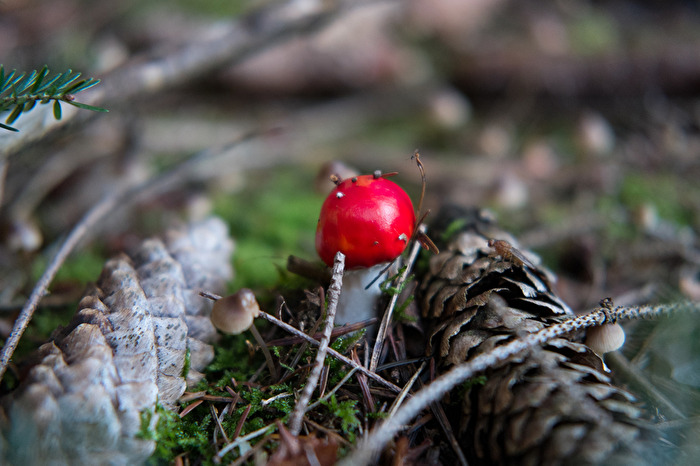 Ein Männlein steht im Walde...