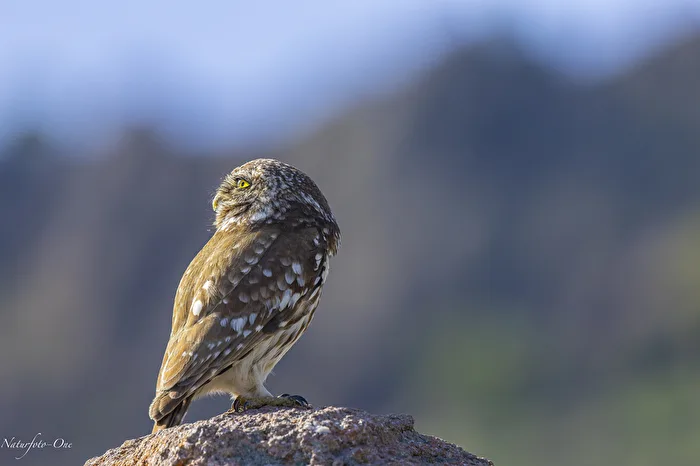 Shoulder view