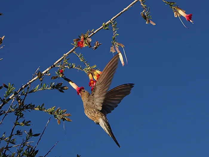 Vögel - Riesenkolibri