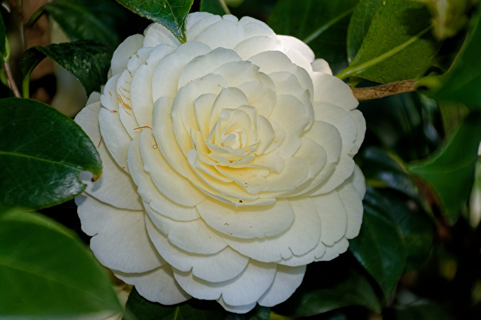Camelia