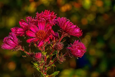 Blüten in Morgentau