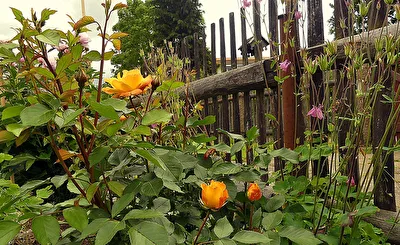 Rose Glory Day