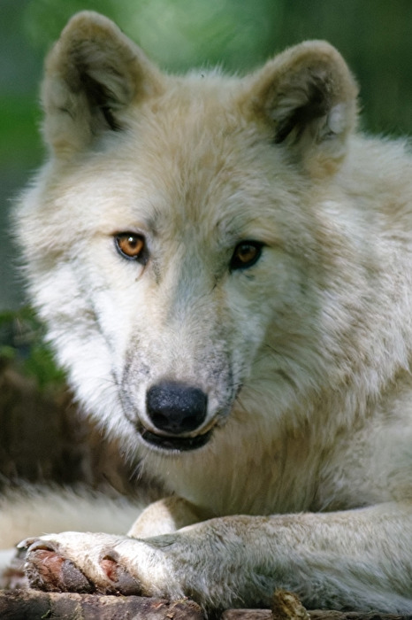 Tundrawolf