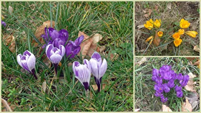 Krokusse