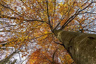 Noch sind einige Herbstblätter am Baum.