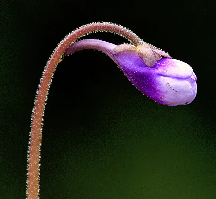 SMALL but FINE