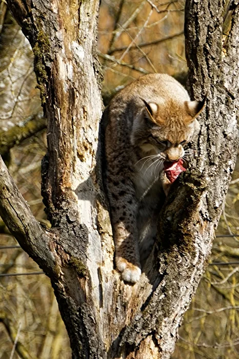 Lynx