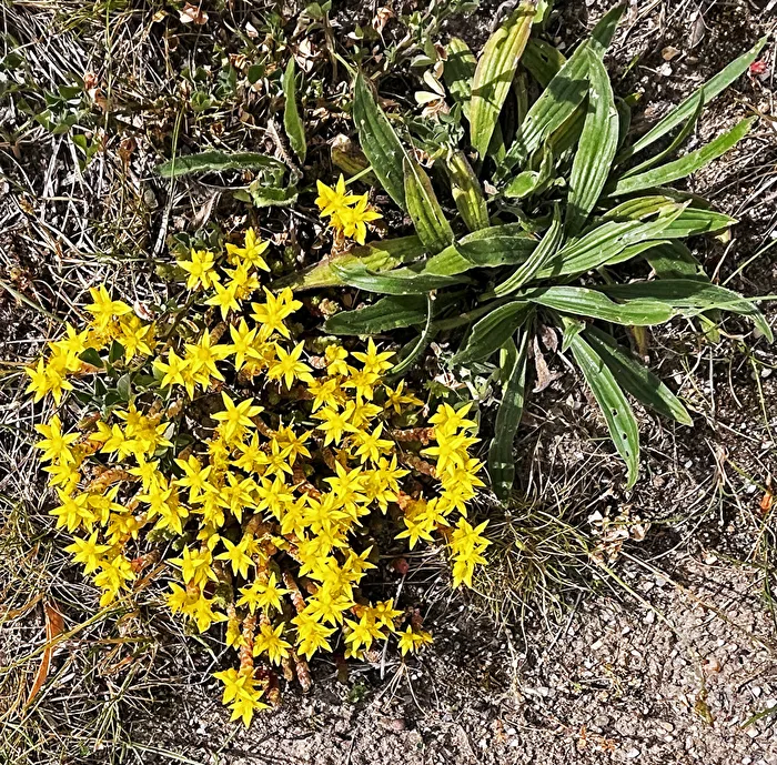 Scharfer Mauerpfeffer (Sedum acre)