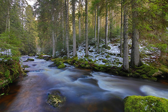 Bach im Schwarzwald