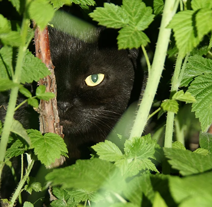 The Secret Glance