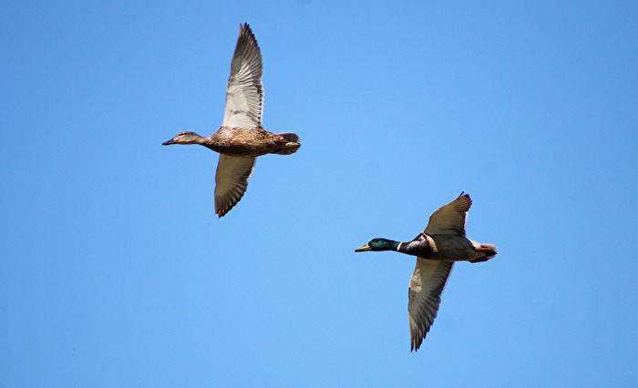 Enten in Schillig/Nordsee