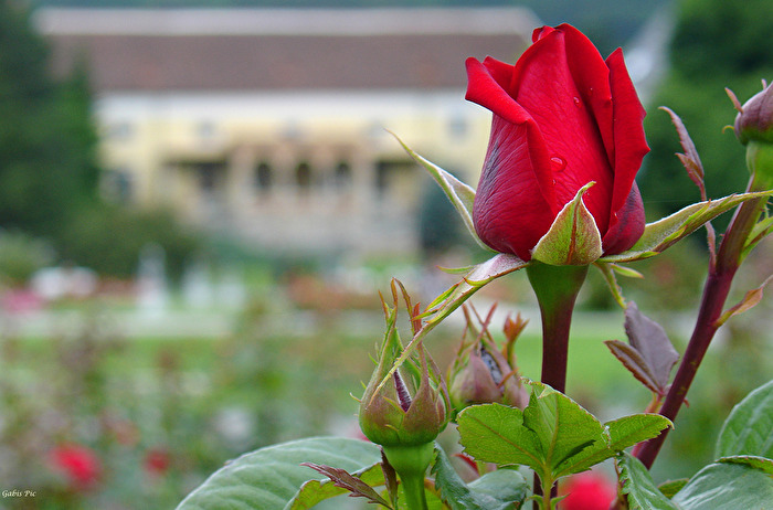 Rose Ingrid Bergmann