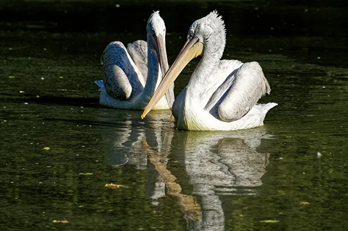 Pelicans