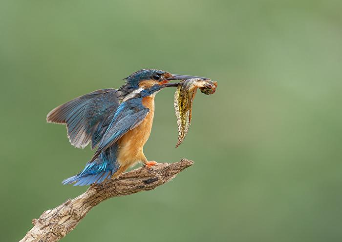 Eisvogel mit Beute