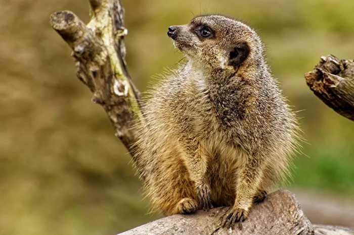 Meerkat