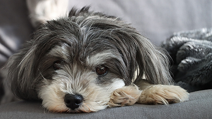 Hunde