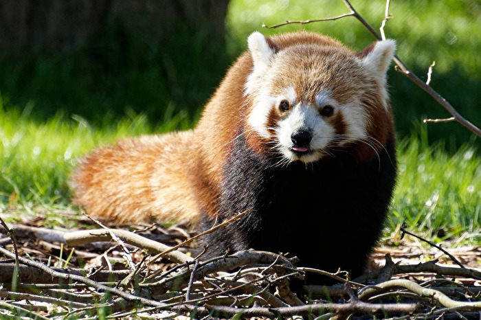 Roter Panda