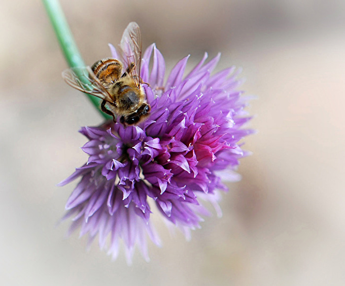 Bienen-Stich... ;-)