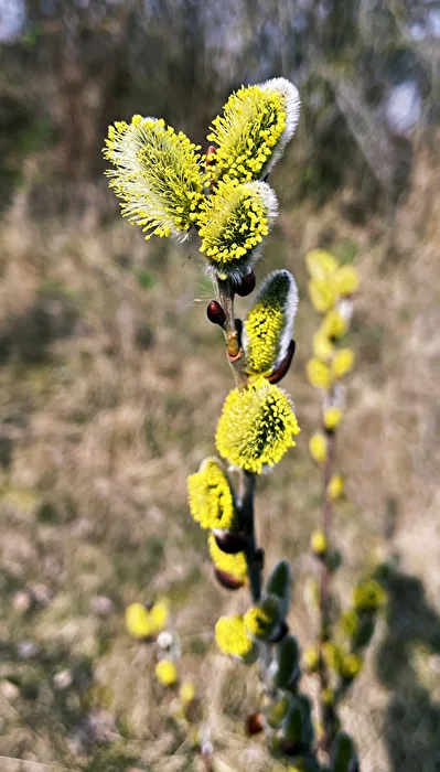Frühling
