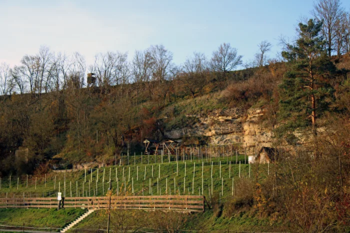Kleiner Weinberg in der Novembersonne
