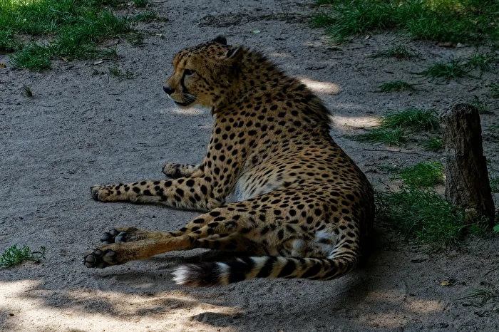 Cheetah