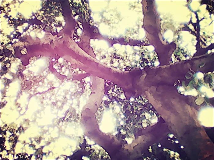 the illuminated tree