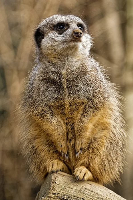 Meerkat