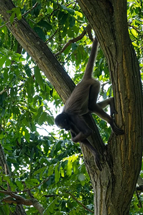 Klammeraffe