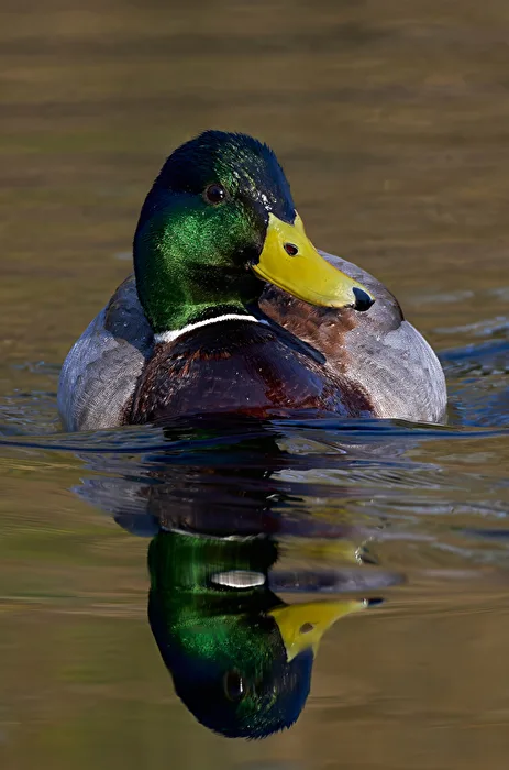 Mallard drake