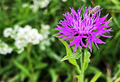 Wiesen-Flockenblume mit Schwebfliege