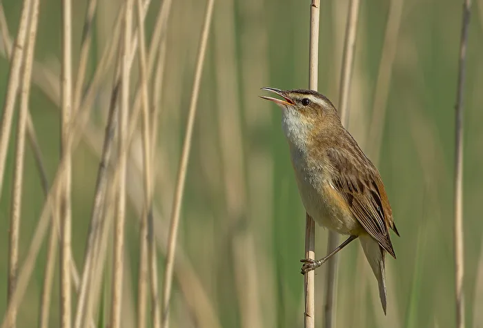 Reed Warbler