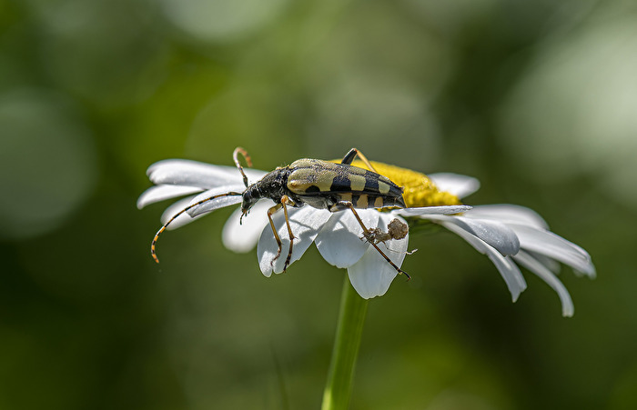 Vierbindiger Schmalbock