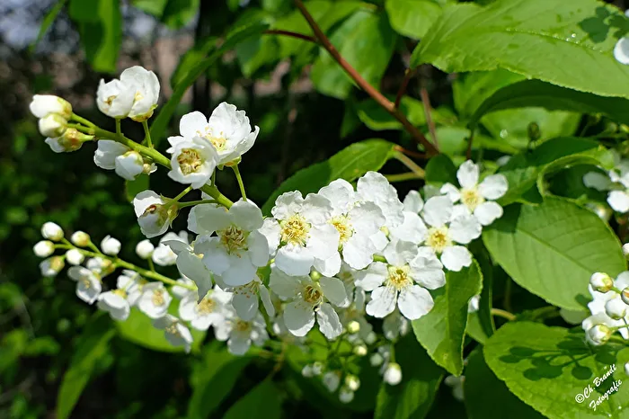 Bird cherry!