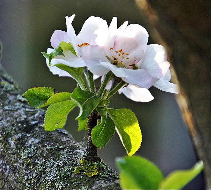 new blossoms