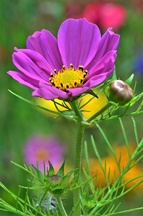 " Life is a Flower " , ( Ace of Base )