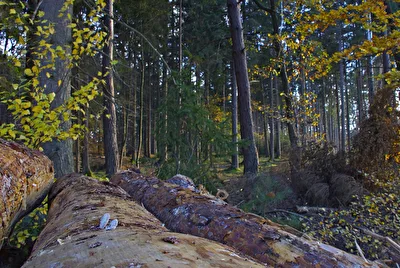 nochmal Brander Wald