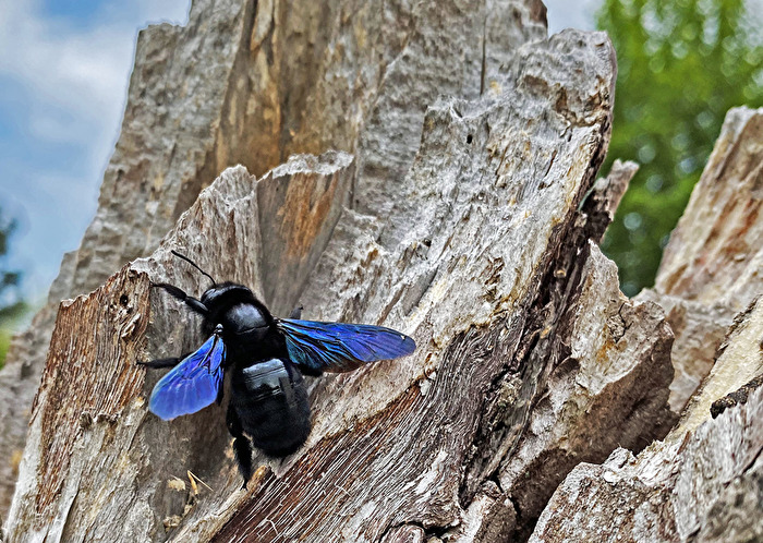 Insekten