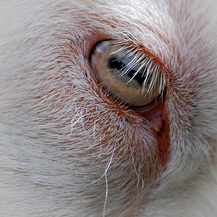 Das Auge...