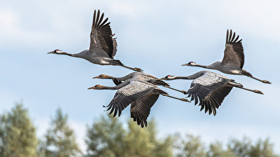 Kraniche beim Erkundungsflug . . .
