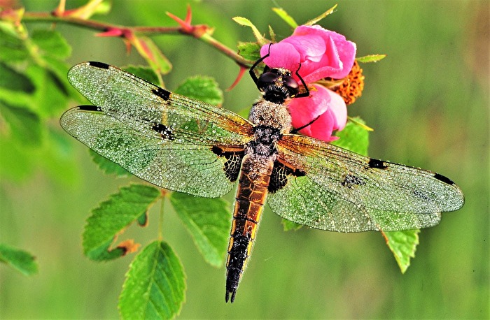" Ich liebe Rosen ! "