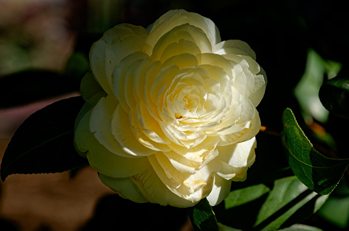 Camelia