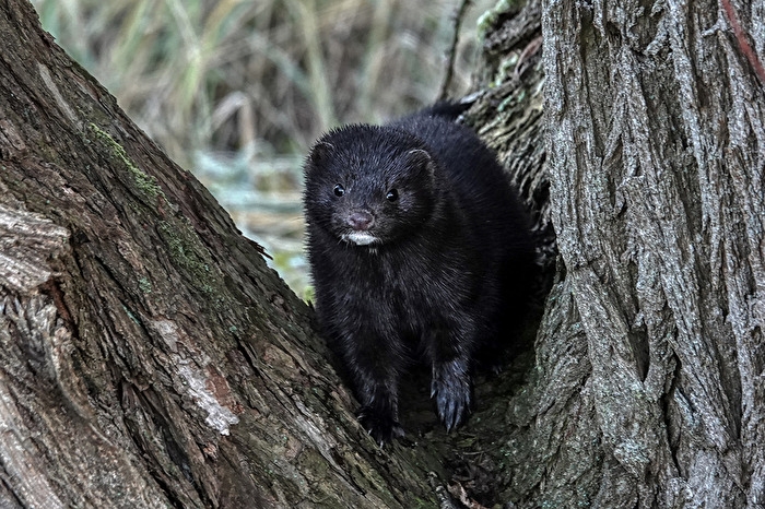 Diesen Mink habe ich heut früh entdeckt
