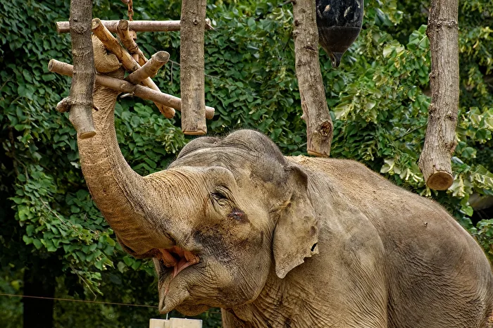 Elephant