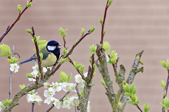 Great Tit
