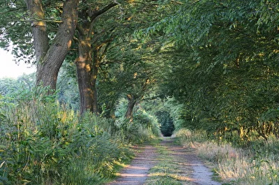 Ein mystischer Waldweg