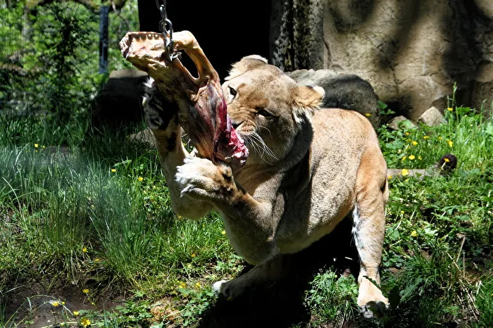 Lioness